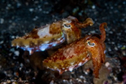 What a pair... of Cuttlefish that is. by Stephanie Doniger 